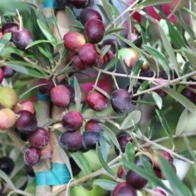 Arbequina Olive